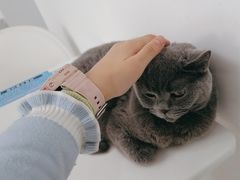 -喵的天空名猫咖啡馆·撸猫·猫舍·用品