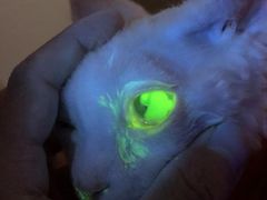 -喜多萌中农锦绣动物医院24H·猫科·牙科MRI·CT