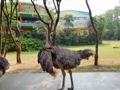 -广州长隆野生动物世界