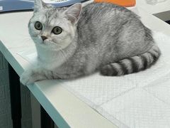 -纳吉亚猫专科动物医院博雅分院