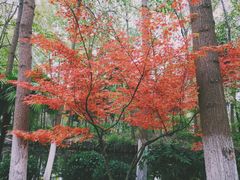 -合肥滨湖国家森林公园