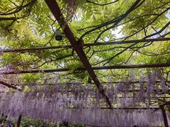 -嘉定紫藤园