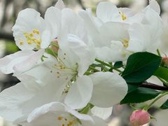 -天王浮山樱花园