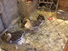 -鱼窝棚柴火铁锅炖(富山屯店)