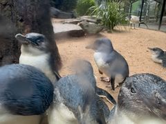 -费瑟代尔野生动物园