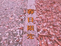 -嘉定紫藤园