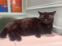-安格丽娜·狗咖·猫咖羊驼咖(春熙路百盛商场店)