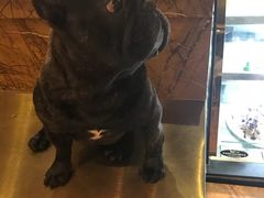 -more than meow吴止猫主题餐厅(承德 中船汇店)