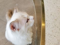 -飞行喵MR PILOT|猫舍·猫咖(静安大融城店)
