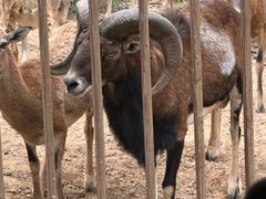 -秦皇岛野生动物园