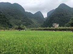 -靖西鹅泉风景区