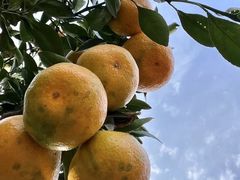 -前小桔亲子创意农场·草莓采摘·露营烧烤