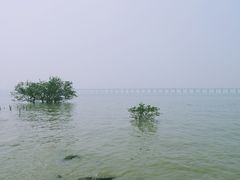 -宝安西湾红树林湿地公园