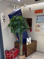 -木北造型