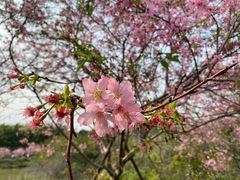 -天适樱花悠乐园