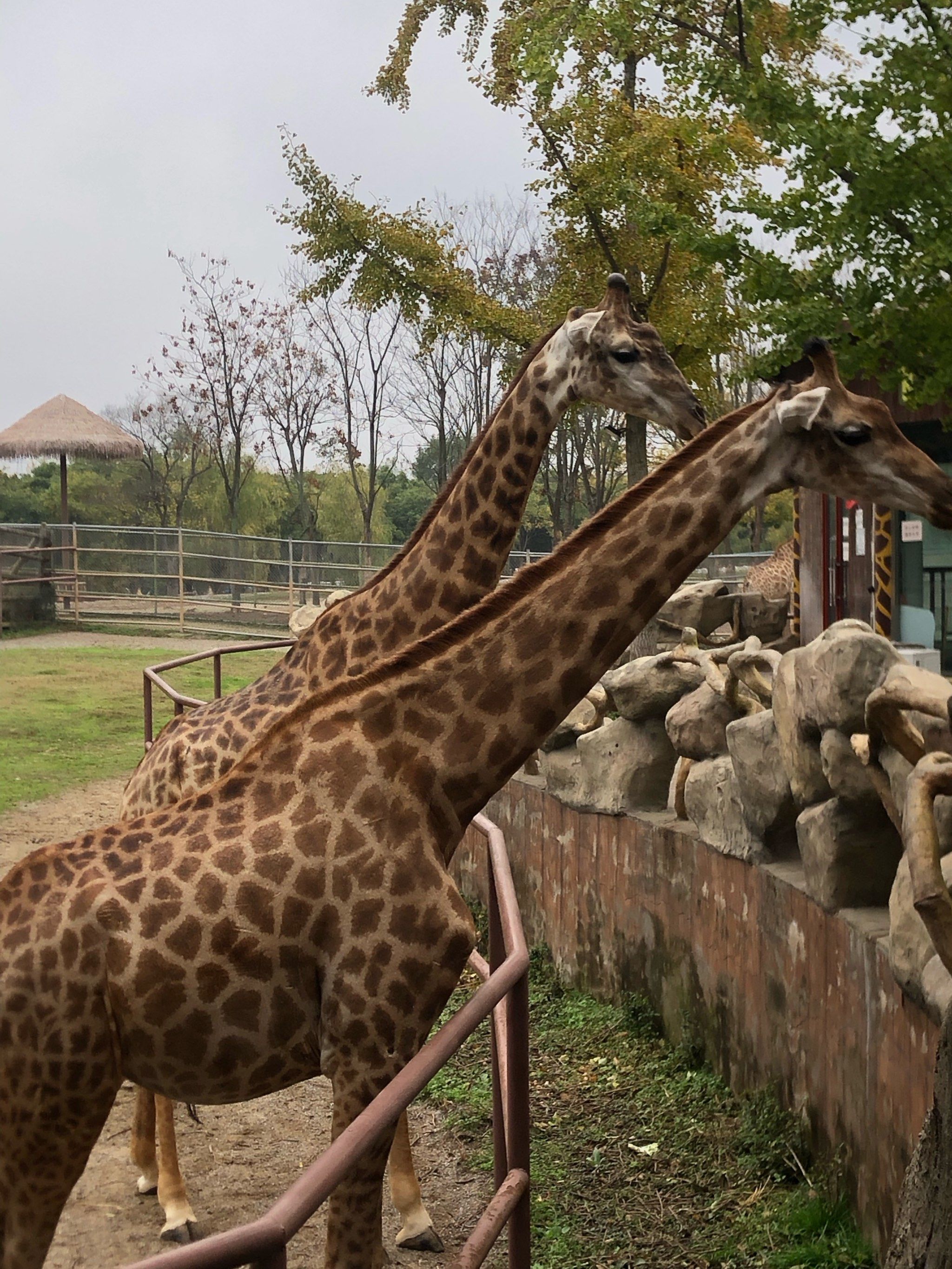 南通森林野生动物园