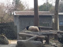 -都江堰中华大熊猫苑