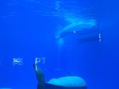 -海合安成都极地海洋公园