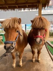 -萌宠亲子动物乐园(槐房万达店)