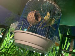 -胡桃里乐队酒馆(鎏嘉码头店)