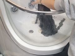 -babydoll猫舍·米努特·德文·缅因(久光中心店)