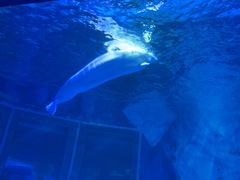 -上海海昌海洋公园-冰山北极馆