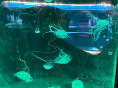 -苏州海洋馆