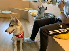 -Husky Go! 哈士奇体验馆·宠物咖啡厅狗咖