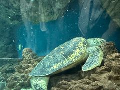 -上海海洋水族馆