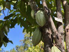 -中国科学院西双版纳热带植物园