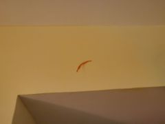 -如家精选酒店(上海塘桥儿童医学中心世博店)