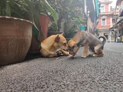 -老宅原住民沙茶面精品小吃(龙头路店)