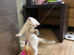 -lincat·猫舍(广州店)