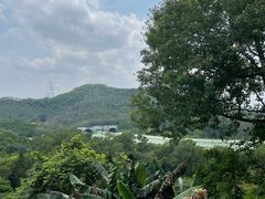 -深圳仙湖植物园