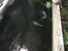 -阿兰白家宴