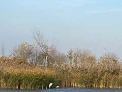 -盐城丹顶鹤湿地生态旅游区