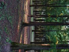 -上海共青森林公园