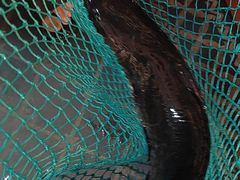 -古城苗家土菜馆(河景餐厅店)