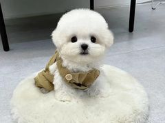 -萌宠之家·腊肠犬·马尔泰·小体犬舍