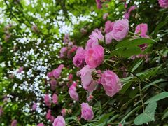 -鱼凫人家