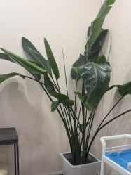 -上海首尔丽格医疗美容医院