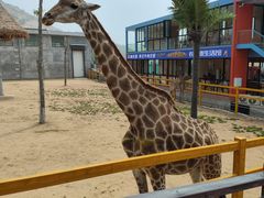 -西霞口神雕山野生动物世界