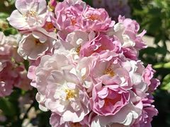 -阿方索十二世纪念碑