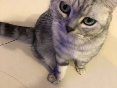 -平行世界·猫咖(首经贸店)