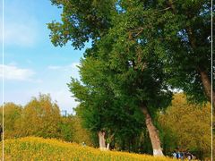 -长白岛森林公园