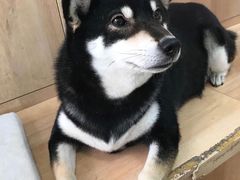 -是阿柴呀！柴犬咖啡·爱喵喵猫咖