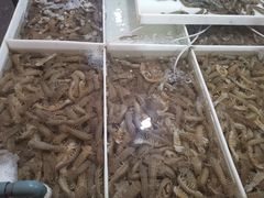 -毕家疃综合市场