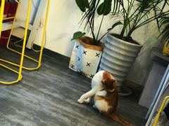 -五进制 Coffee Shop