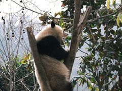 -卧龙中华大熊猫苑神树坪基地