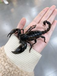 -Moni星球萌宠·小马宝莉·灵蛇·高端高阶全萌宠互动体验俱乐部(红豆国际广场店)